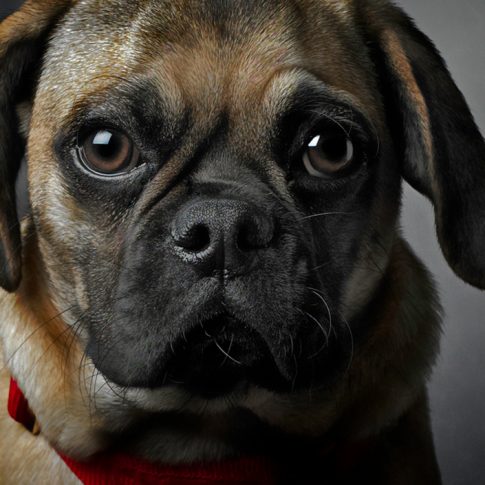 Puggles - portrait- harderlee