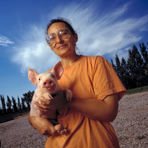 Pig Farming - Portrait - Harderlee