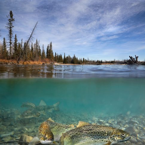 River trout underwater - commercial - harderlee