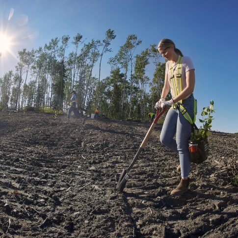 Tree Planting - Industrial - HarderLee