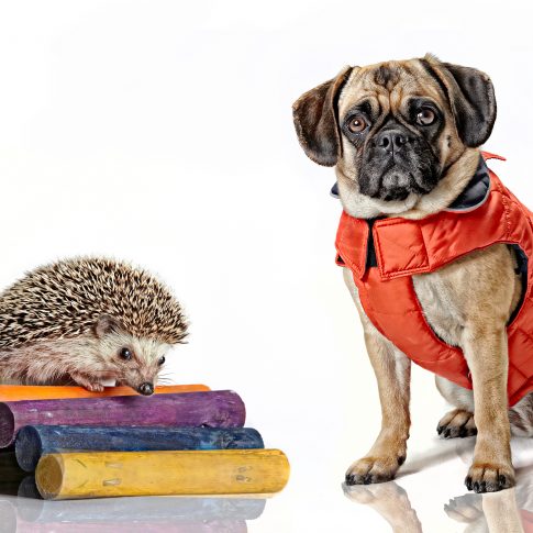 hedgehog dog - commercial - harderlee